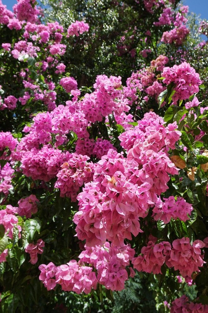 園内の花