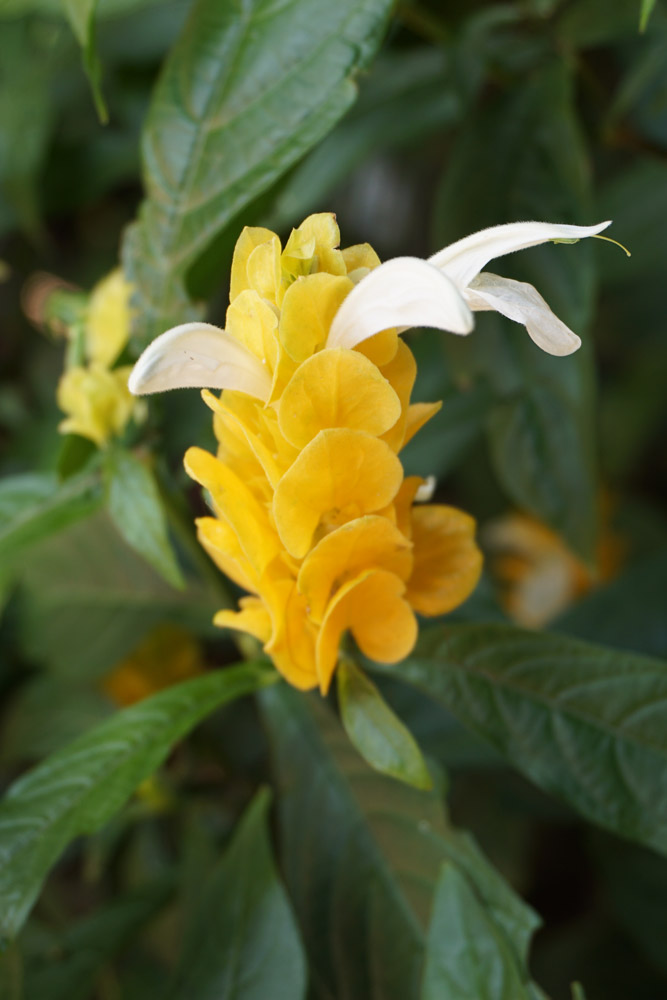園内の花