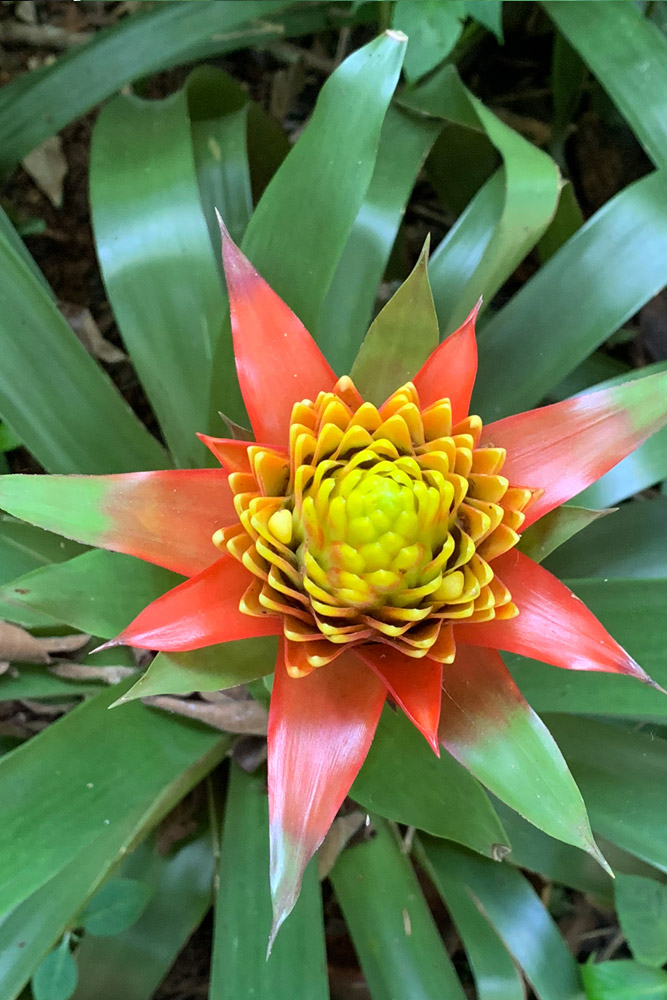 園内の花