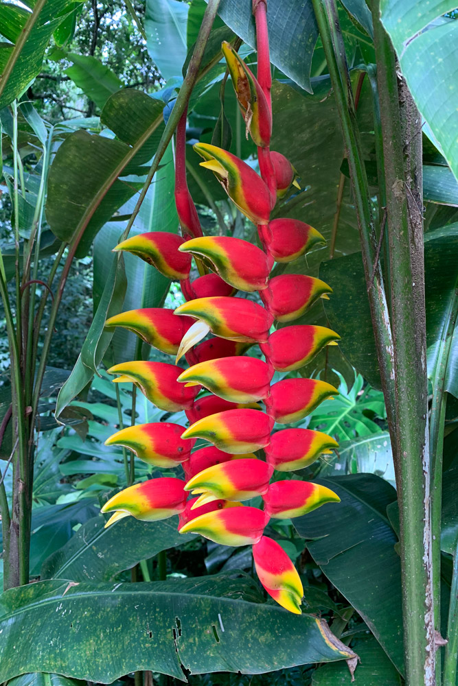 園内の花