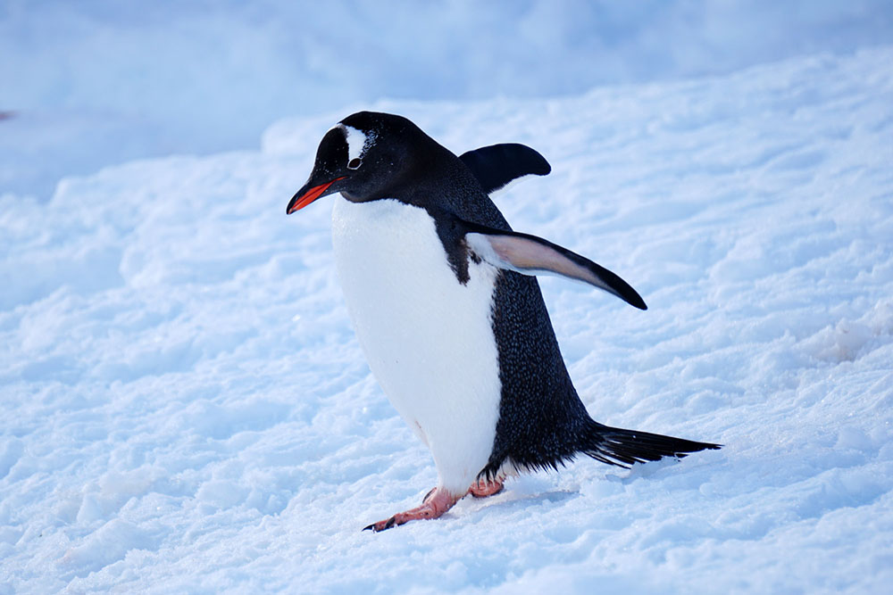 ジェンツーペンギン