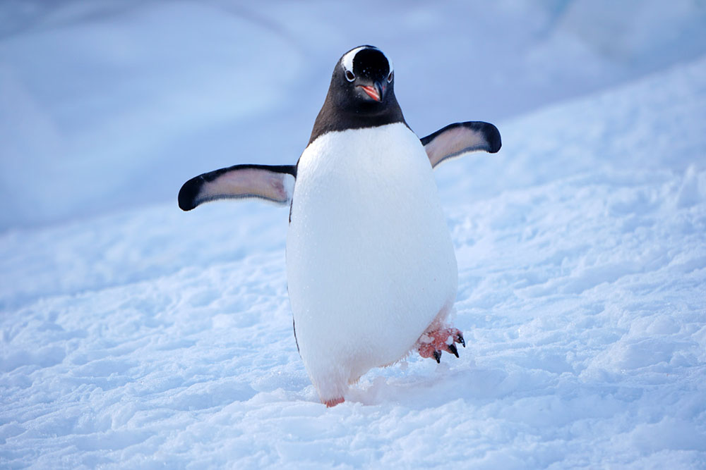 ジェンツーペンギン