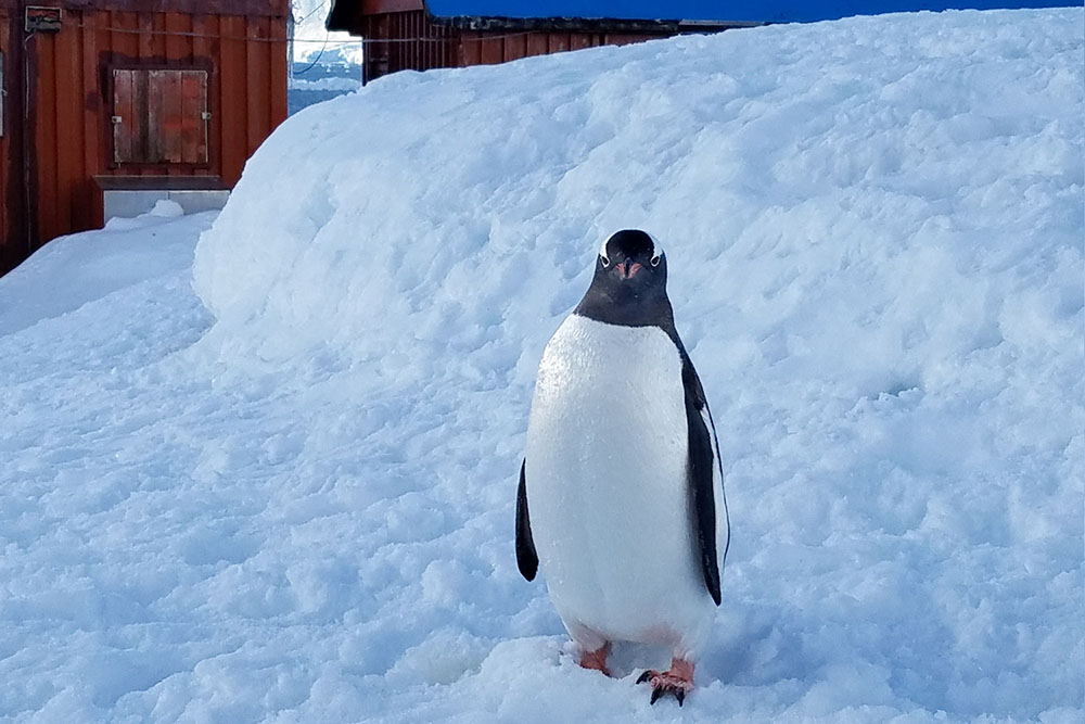 ドヤ顔ペンギン