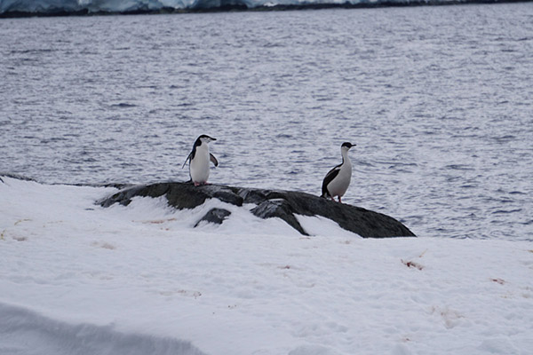 ペンギンとウミウ