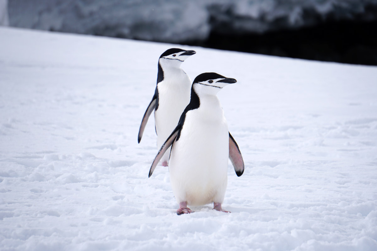 ヒゲペンギン