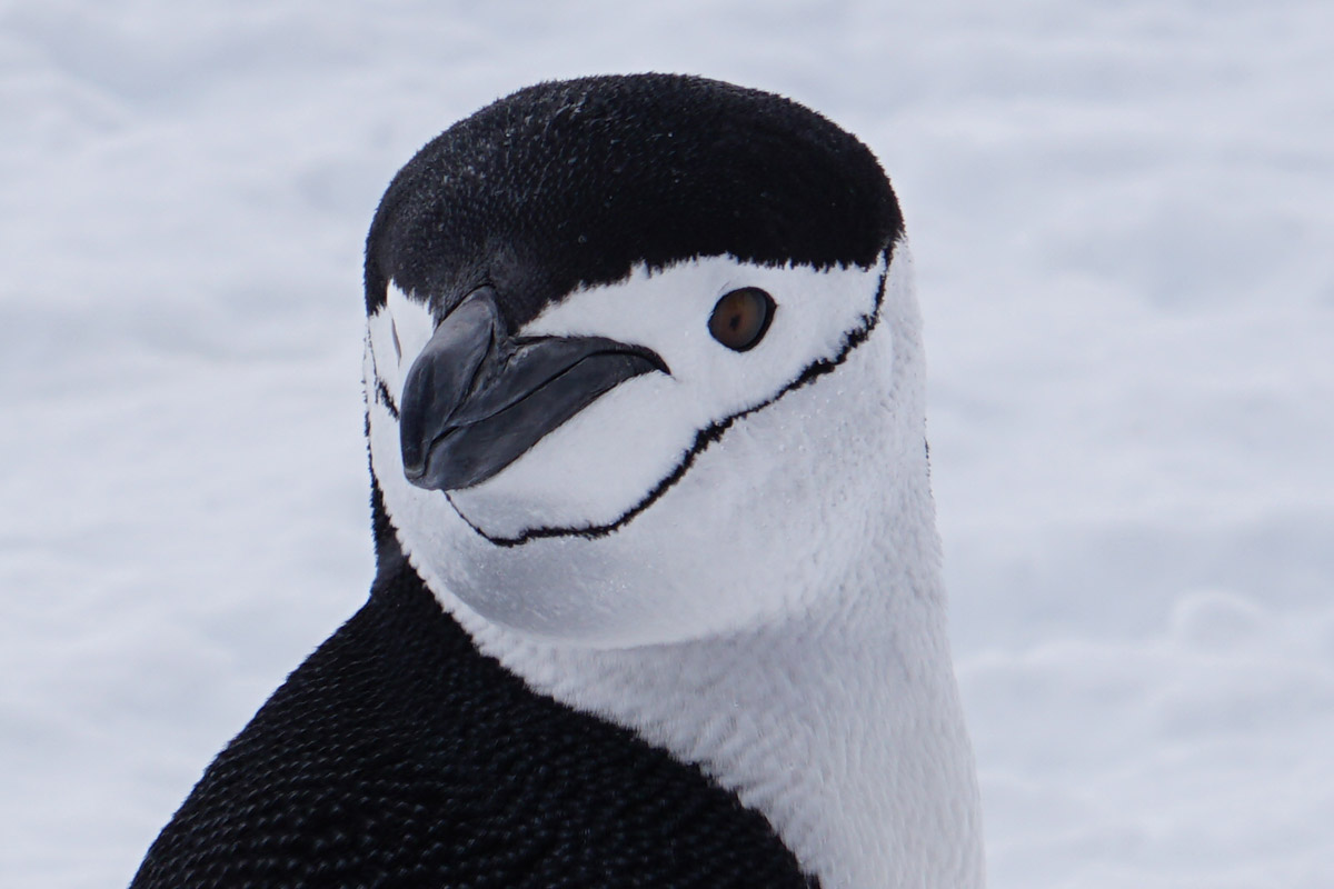 ペンギンのアップ