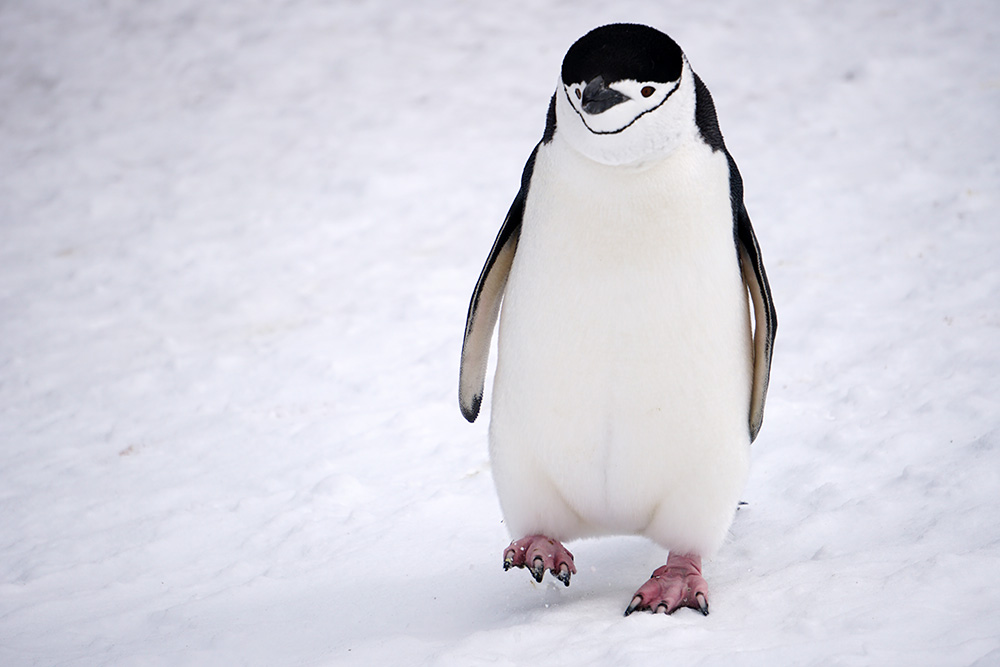 ヒゲペンギン