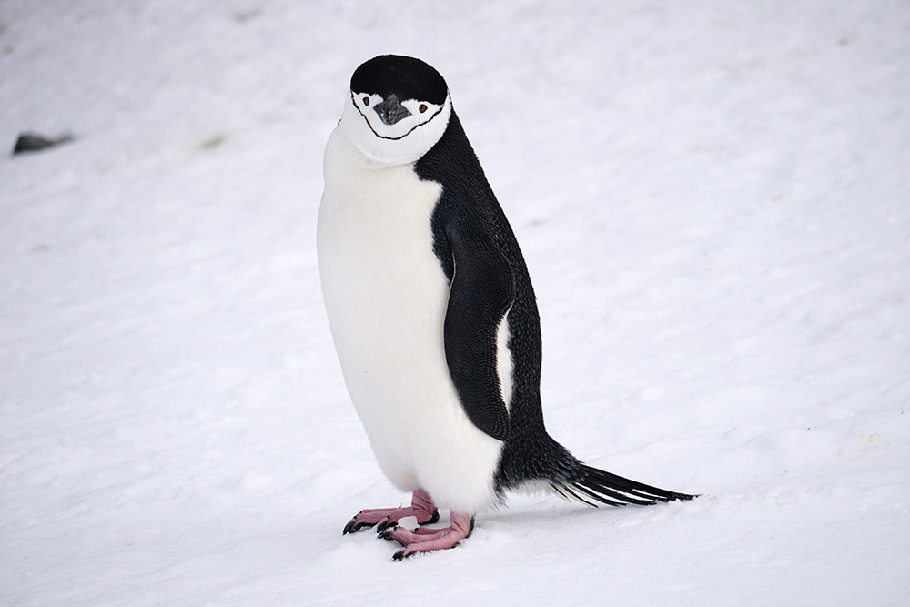 ヒゲペンギン
