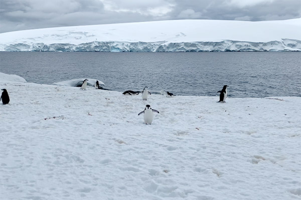 penguin on the move