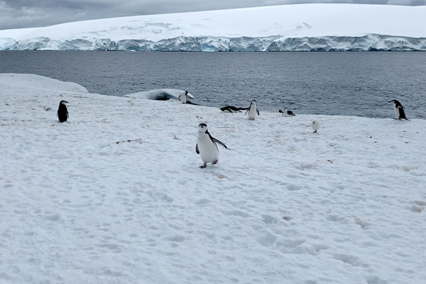 penguin on the move
