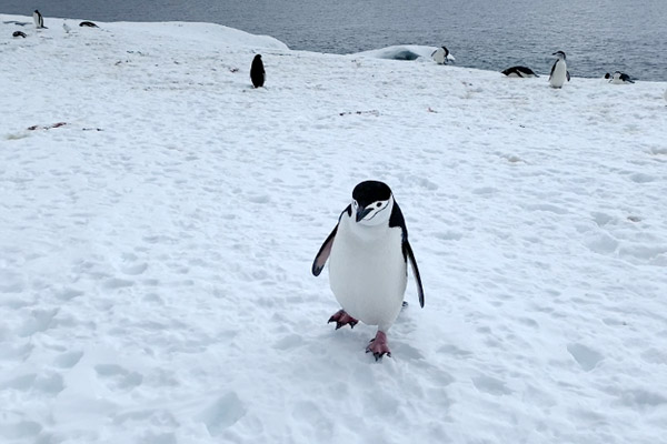 penguin on the move