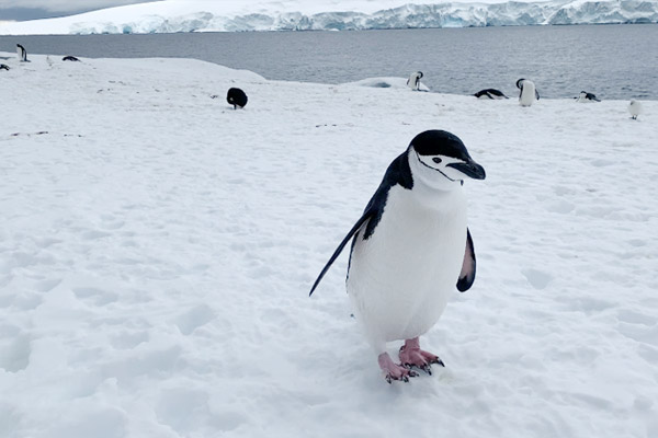 penguin on the move