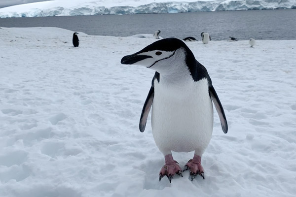 penguin on the move
