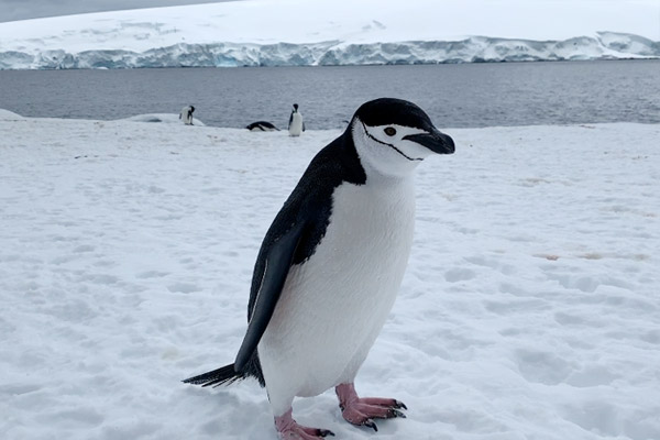 penguin on the move
