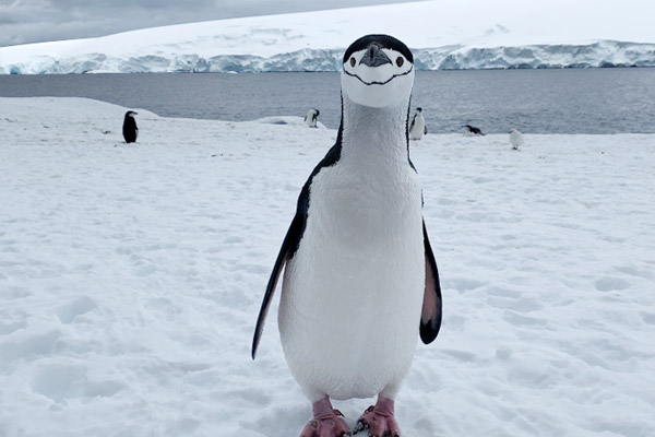 penguin on the move