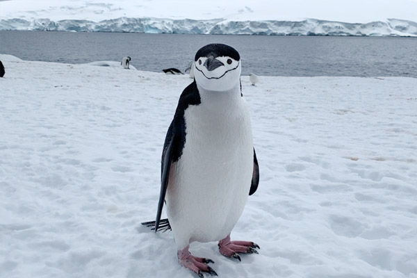penguin on the move