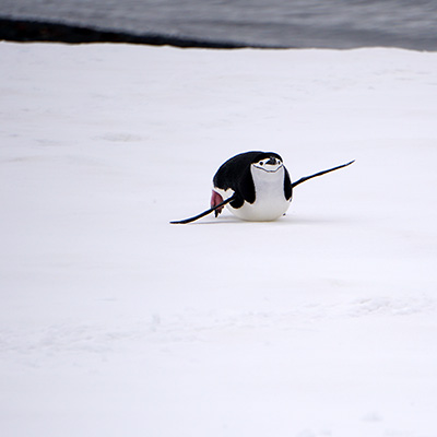 penguin on the move