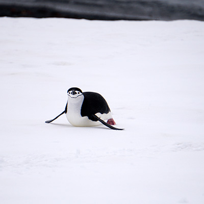 penguin on the move