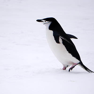 penguin on the move