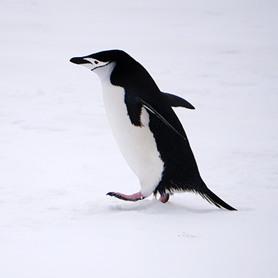 penguin on the move