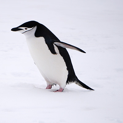 penguin on the move