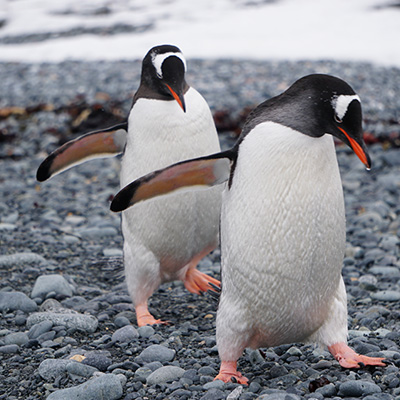 penguins on the move