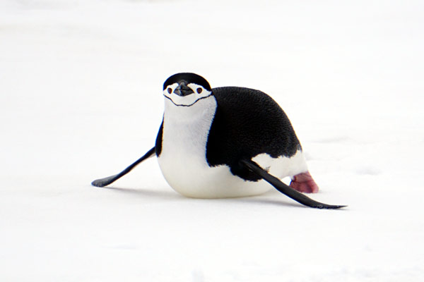 ペンギン