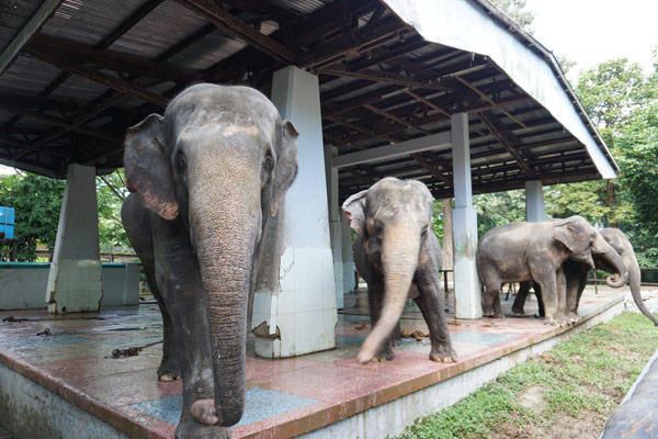 ヤンゴン動物園