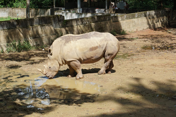 ヤンゴン動物園