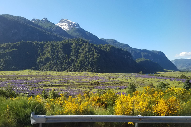 花のアウストラル街道