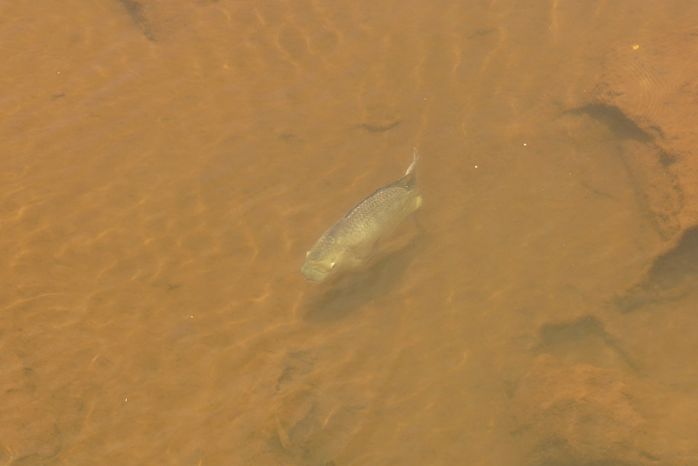 魚