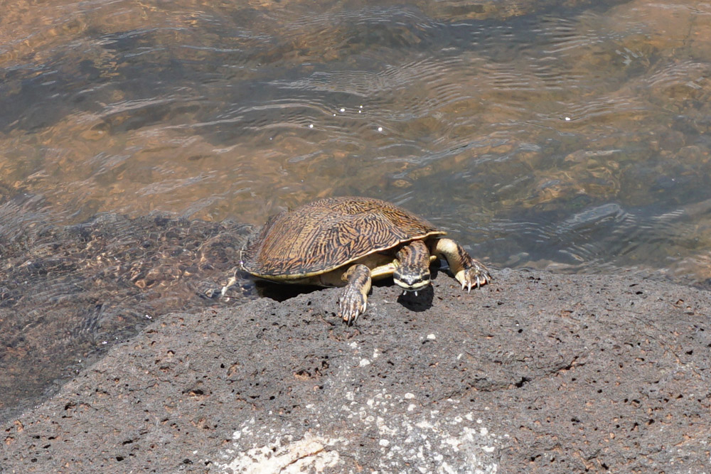 カメ