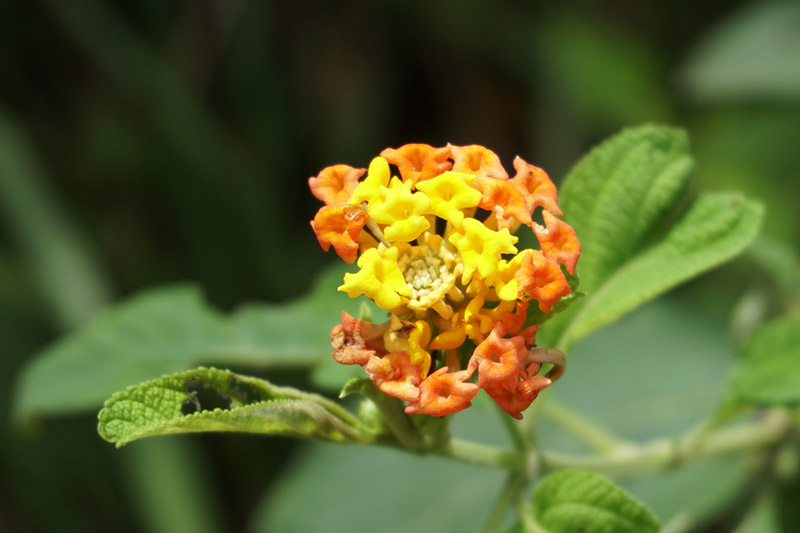 イグアスの花