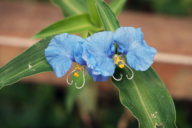 イグアスの花
