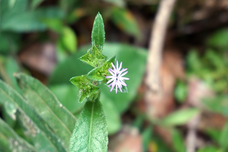 イグアスの花