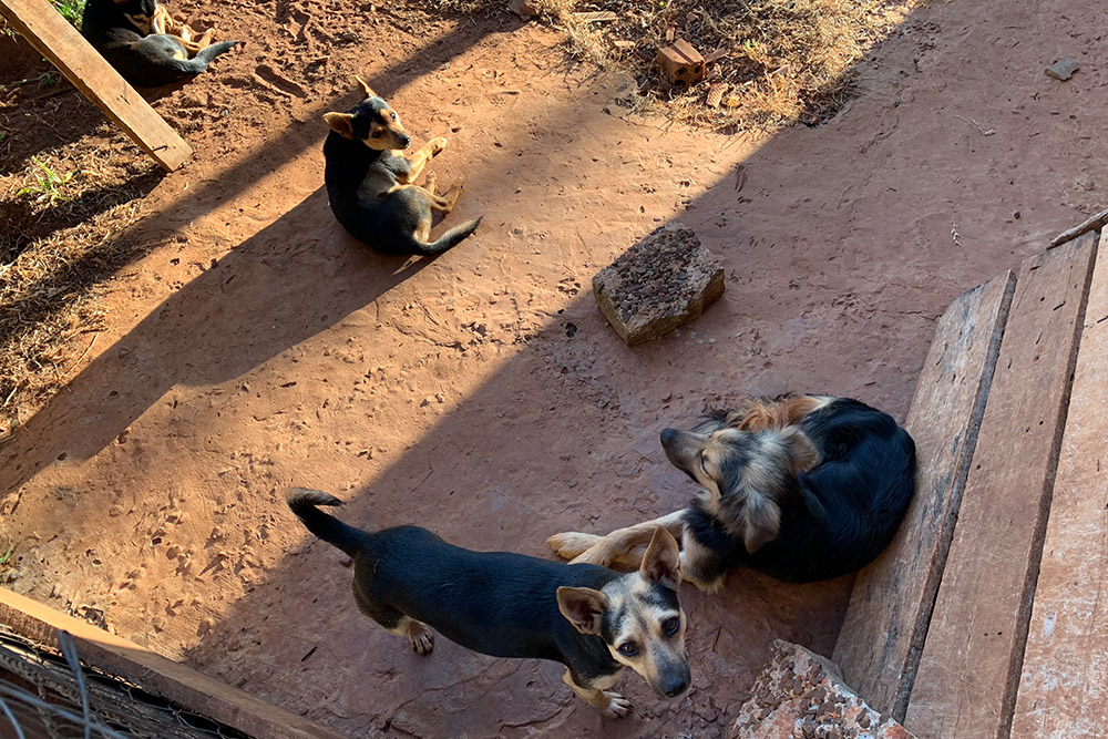 犬っぴき