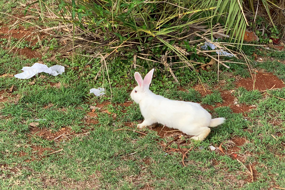 ウサギ
