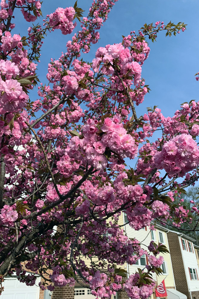 ワシントンD.C.の桜