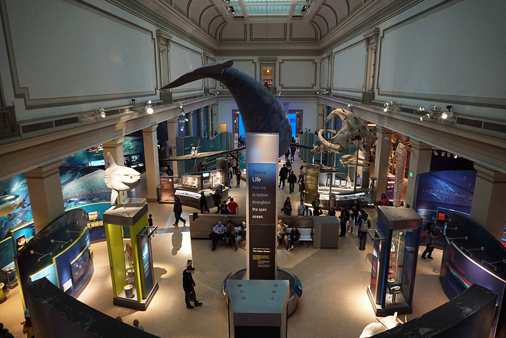 海洋生物コーナー