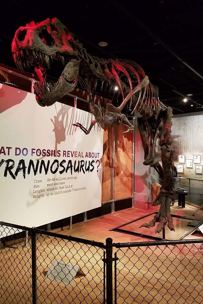 古代生物コーナー