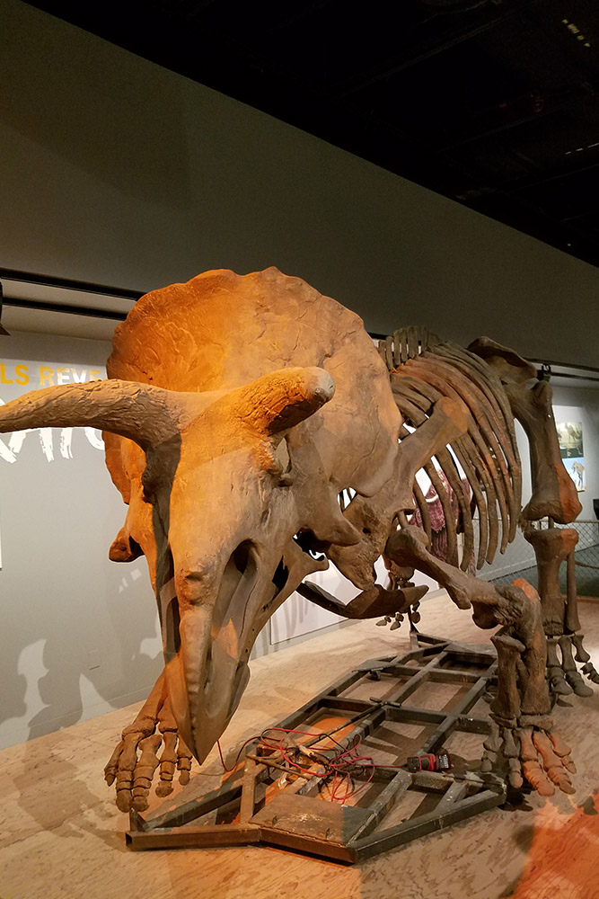古代生物コーナー