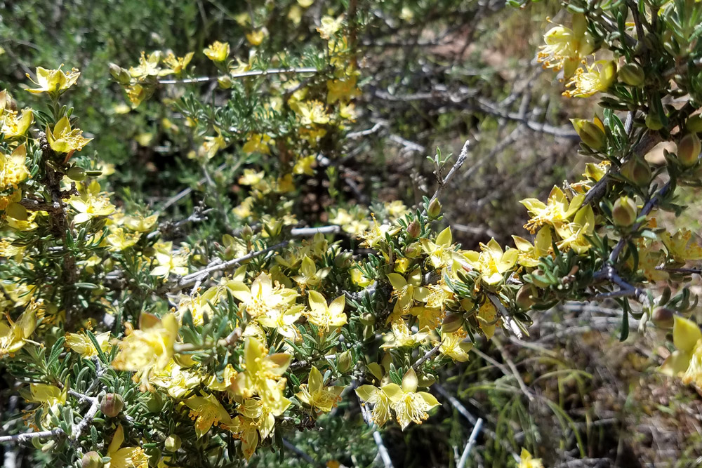 野草
