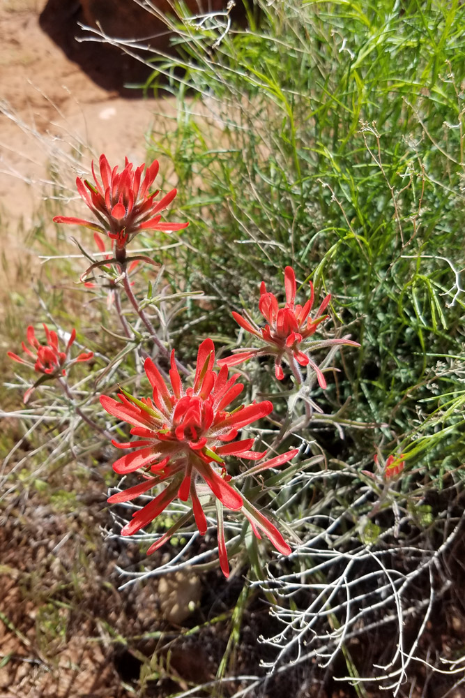 野草