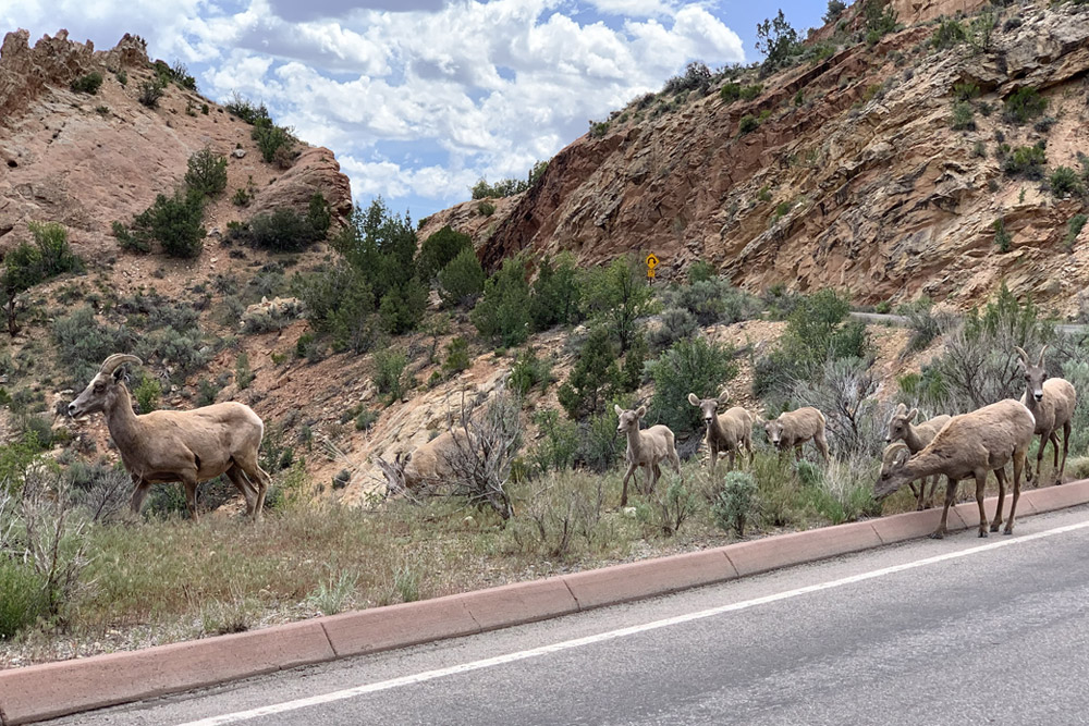 desert bighorn sheep