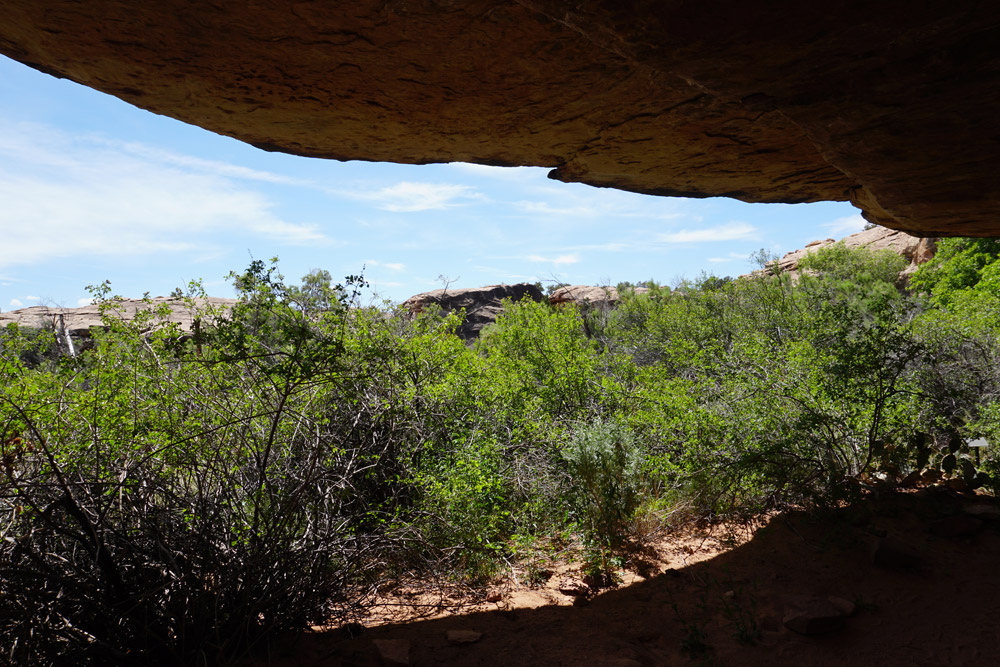 Cave Spring Trail