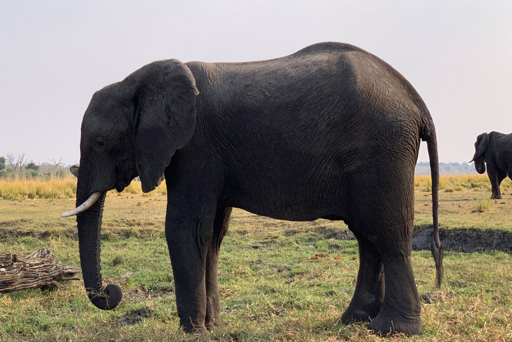 草を食べるゾウ