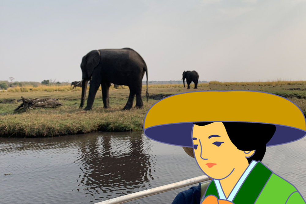 ゾウとの距離