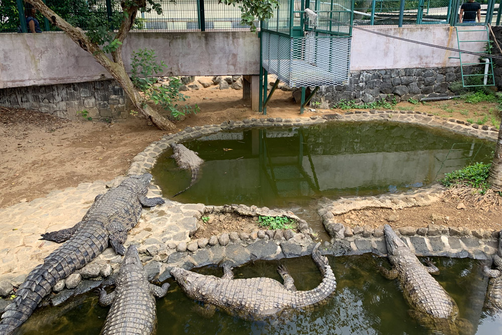 ワニ園