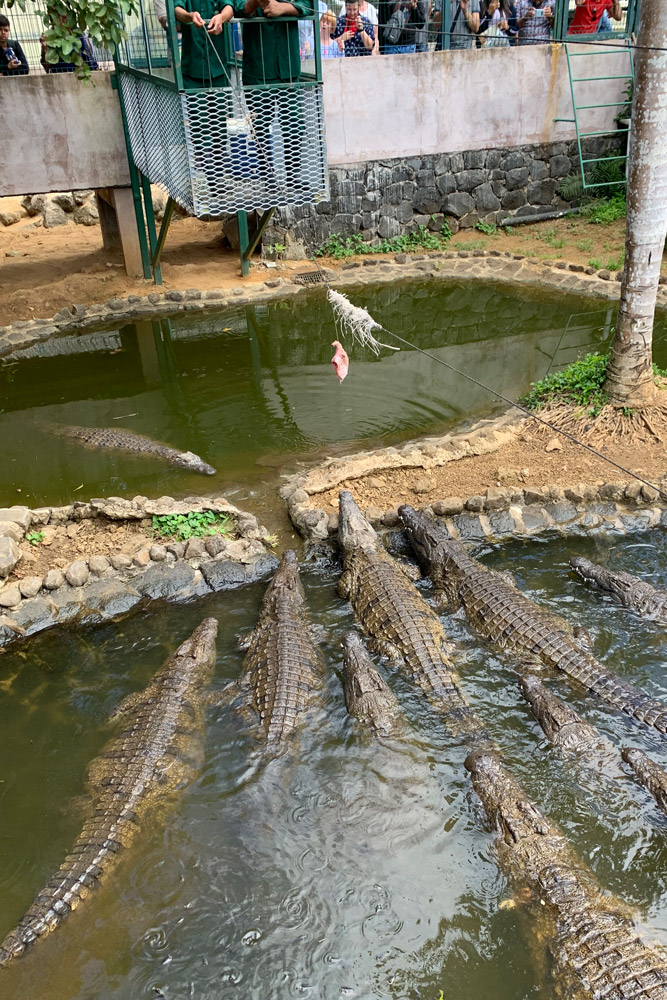 ワニ餌付けショー