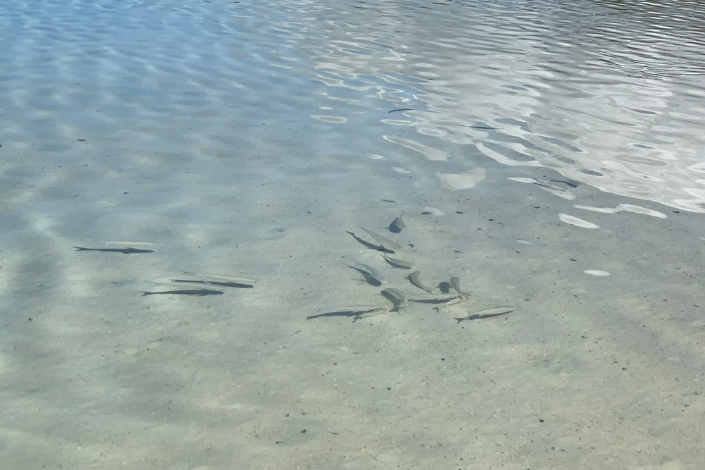 小魚